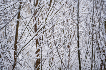 Beautiful winter natural landscape, winter in the park and garden, snow on plants.