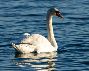 A single, elegant mute swan glides effortlessly across a calm expanse of deep blue water. The swan the main focus is predominantly white, its plumage appearing almost luminous against the darker water