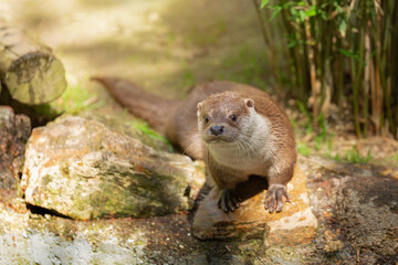 Eurasian otter with wet fur sits on rocks on a sunny day in its natural habitat. The river otter is...
