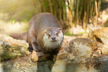 Portrait of a wet-furred Eurasian otter, Lutra lutra. The river otter is under the care of a...