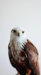 Obraz premium A Majestic Eagle Portrait Set Against a Beautifully Minimalist Background Design