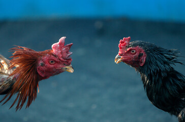 Two cocks are trained for a fight, in a village in Nakhon Sawan province north of Bangkok.
