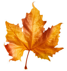 colorful autumn maple leaf