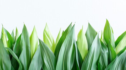 Obraz premium Lush green leaves create a vibrant display in modern interior decor setting during daylight