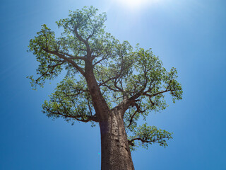 Landscapes of the island of Madagascar, Central Highlands baobab tree forest