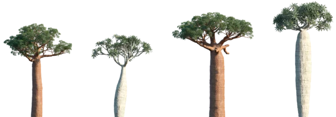 Fotobehang Set of Adansonia digitata (the African baobab) and Pachypodium geayi frontal isolated png on a transparent background perfectly cutout © Viktoria