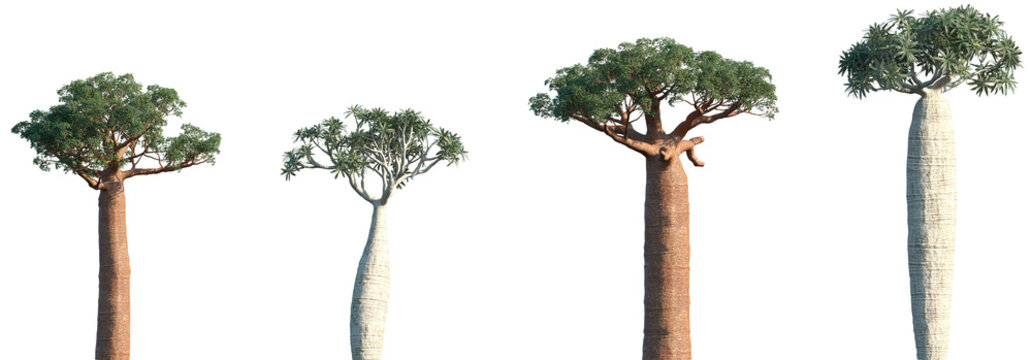 Set of Adansonia digitata (the African baobab) and Pachypodium geayi frontal isolated png on a transparent background perfectly cutout