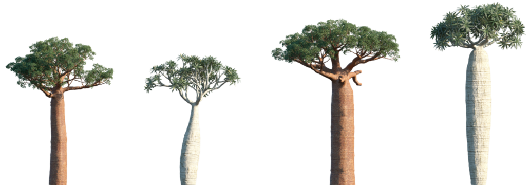 Set of Adansonia digitata (the African baobab) and Pachypodium geayi frontal isolated png on a transparent background perfectly cutout