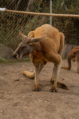 big red kangaroo in a petting zoo in full growth