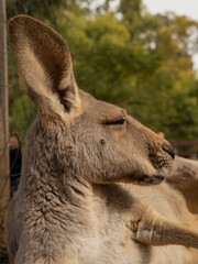 kangaroo in the zoo close-up in profile