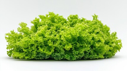 Obraz premium Fresh green lettuce leaves isolated on white background. (1)