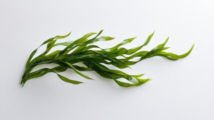 Fototapeta premium Fresh green seaweed isolated on white background. (2)