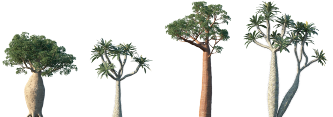 Set of Adansonia digitata (the African baobab) and Pachypodium geayi frontal isolated png on a transparent background perfectly cutout