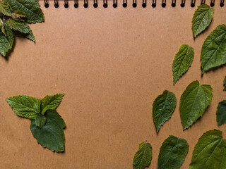 Symmetrically arranged leaves from the cherry tree, known for their health benefits, placed on brown paper for a natural and harmonious display.