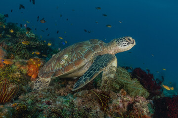 Obraz premium Hawksbill sea turtle in the Sea of the Philippines 