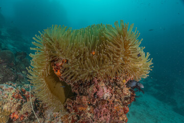 Clown-fish anemonefish in the Sea of the Philippines
