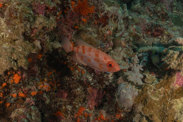 Fish swim in the Sea of the Philippines
