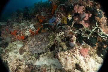Hawksbill sea turtle in the Sea of the Philippines
