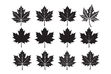 Maple leaf silhouette  Bundle, Maple leaf silhouette   vector 