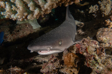 Thresher Shark swimming in the Sea of the Philippines
