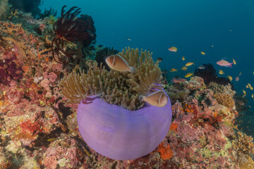 Sea slug in the Sea of the Philippines

