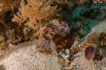 Fish swim in the Sea of the Philippines
