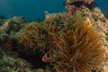 Clown-fish anemonefish in the Sea of the Philippines
