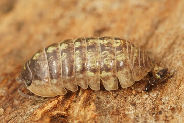 Closeup on common pill-bug woodlice, common pill-bug, Armadillidium vulgare, on a piece of wood