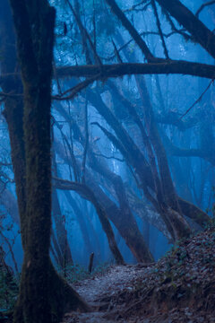 forest in the morning