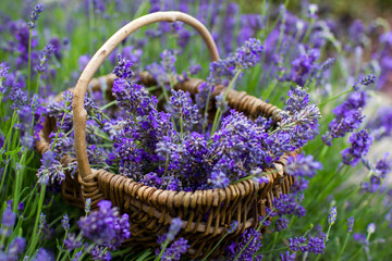 basket with lavender flowers - soft focus