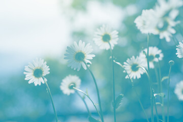 Daisies in sunlight with blue tone, art image, selective focus