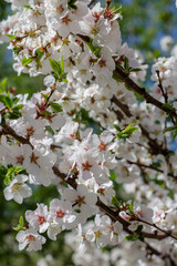 Spring flowering of flowers on a tree, white flowers on a tree