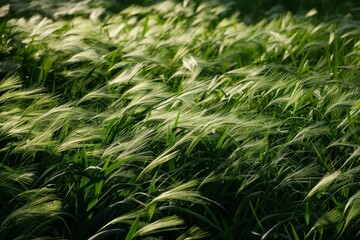 Fototapeta premium Blades of grass gently sway in a field on a sunny day, Blades of grass swaying in perfect unison
