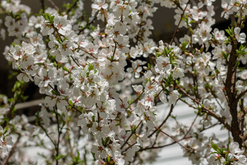 cherry blossom in spring, closeup of white flowers on tree