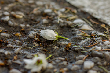 White flower in the rain on the ground. Close-up.