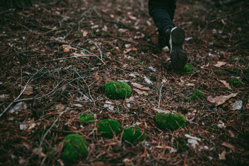 Spruce pine forest in a dark key, moss close-up, feet in shoes in motion