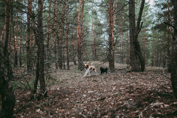A British Spaniel dog is on the move against a backdrop of forest and nature.
