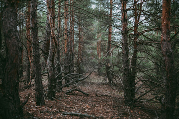 Spruce pine forest in a dark key