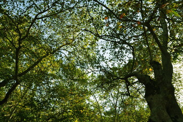 Autumn view of forest. Path, trees and dry leaves in the forest