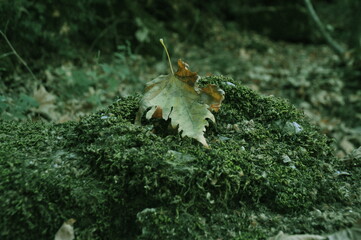 The dry sycamore leaf on moss