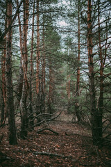 Spruce pine forest in a dark key