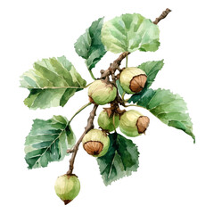 A watercolor illustration of Hazelnut tree, isolated on a white background. Hazelnut tree vector.
