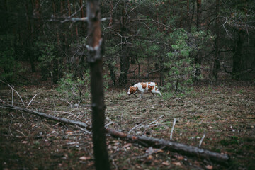 A British Spaniel dog is on the move against a backdrop of forest and nature.