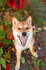 Obraz premium Joyful Shiba Inu dog with open mouth surrounded by vibrant red and green fall foliage in nature.