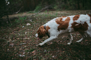 A British Spaniel dog is on the move against a backdrop of forest and nature.