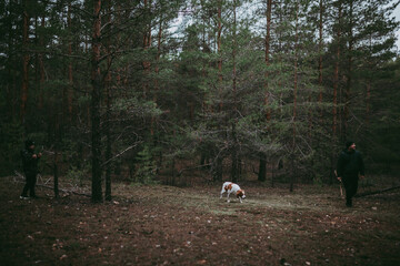 A British Spaniel dog is on the move against a backdrop of forest and nature.