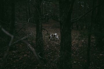 A British Spaniel dog is on the move against a backdrop of forest and nature.
