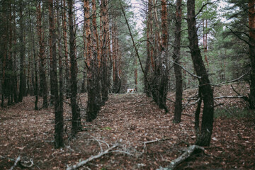 A British Spaniel dog is on the move against a backdrop of forest and nature.