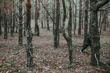 Spruce pine forest in a dark key
