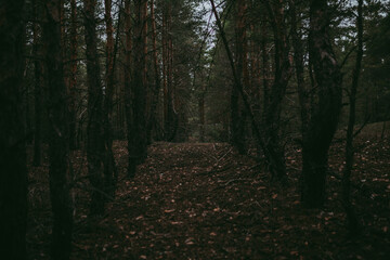 Spruce pine forest in a dark key
